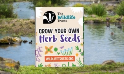 Free Pack of Basil, Parsley & Thyme Seeds